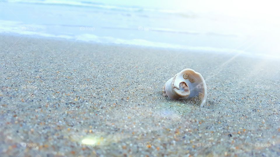 Seashell by the sea