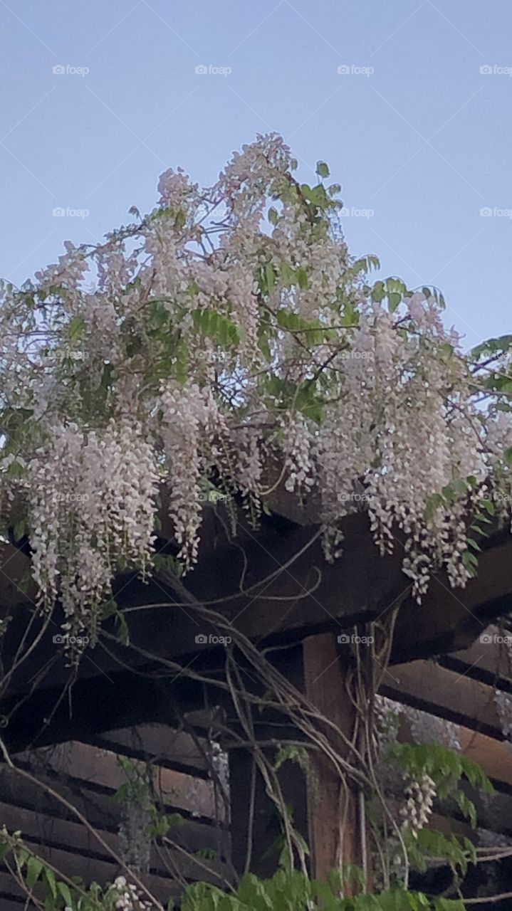 Wisteria blooming on the wooden pergola