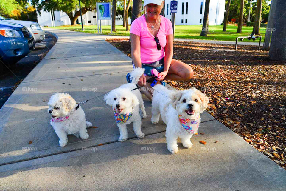 walking the dogs. Three sweet matching puppies out for a morning stroll in the park