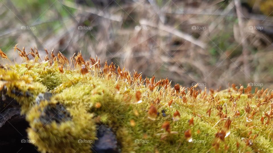 moss with seed pods, yellow, green, brown, with droplets of water, dew and rain