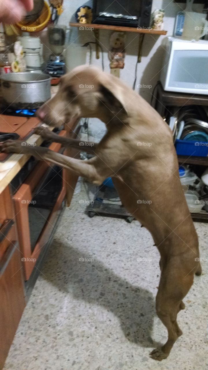 Perrito cocinando 