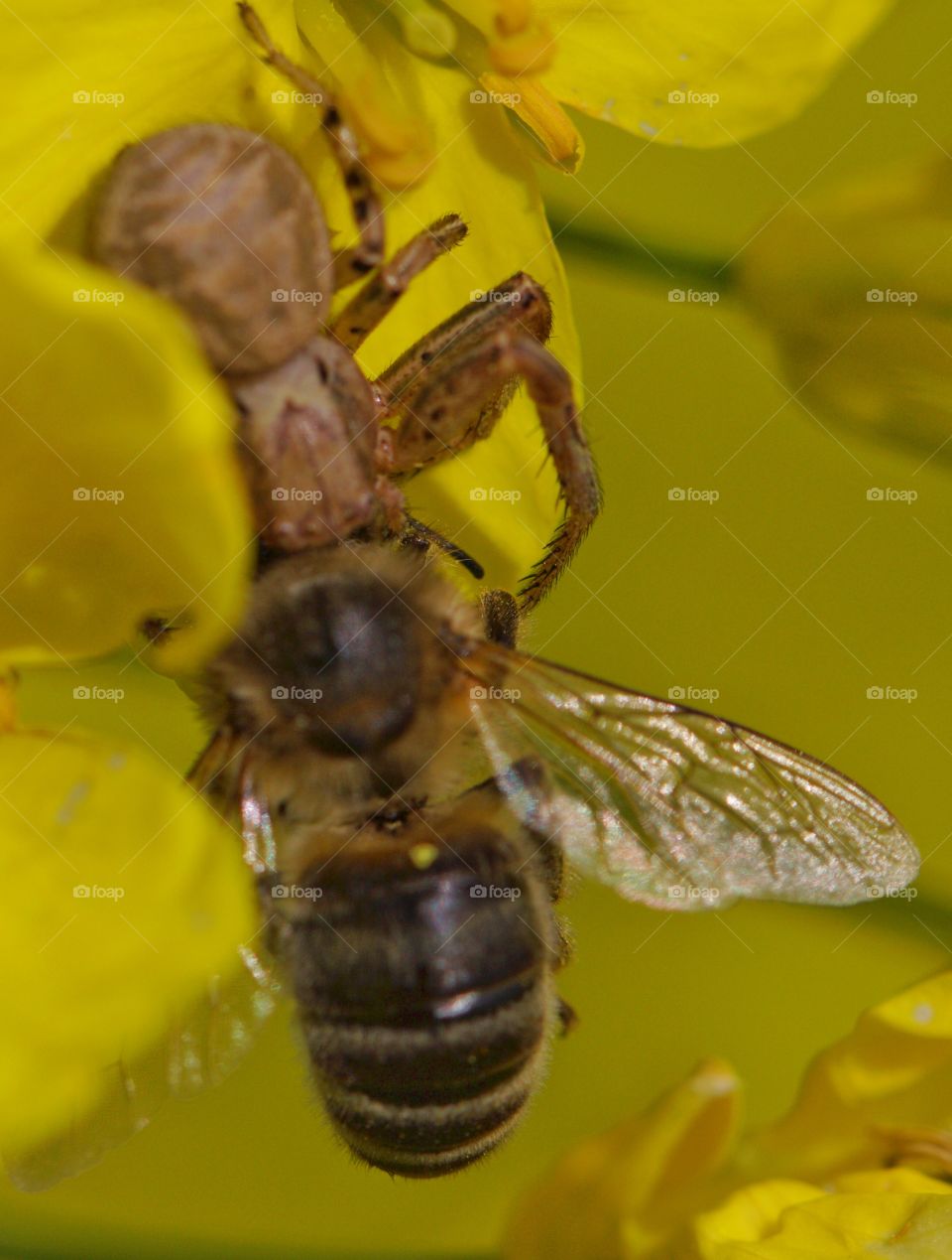 Bee Being Eaten By Spider