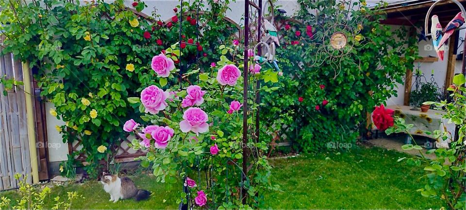 These beautiful pink rose bushes are in a lovely garden in rural “Lower Bavaria”, Germany along with numerous other bushes, trees and flowers of various kinds and sizes. 2024. Hypnotic Productions