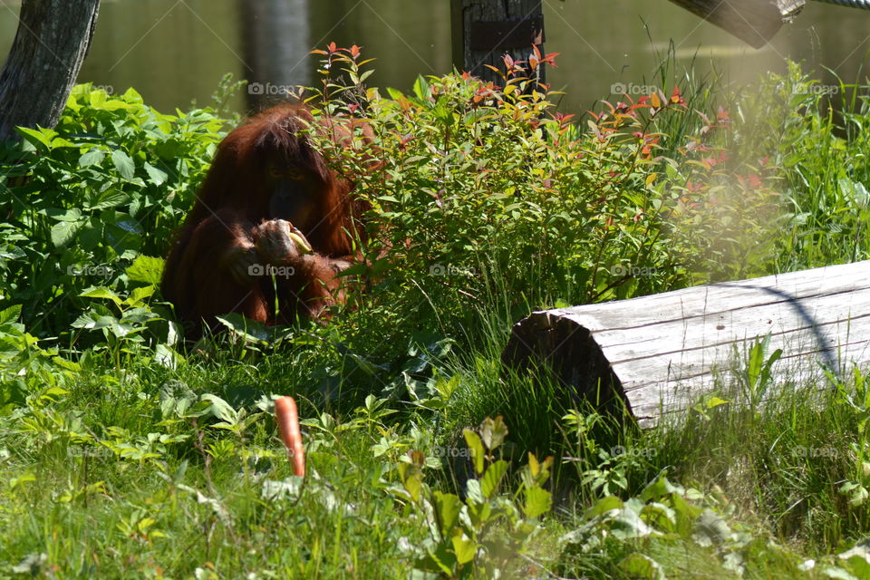 Orangutang