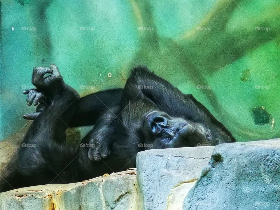 Gorilla