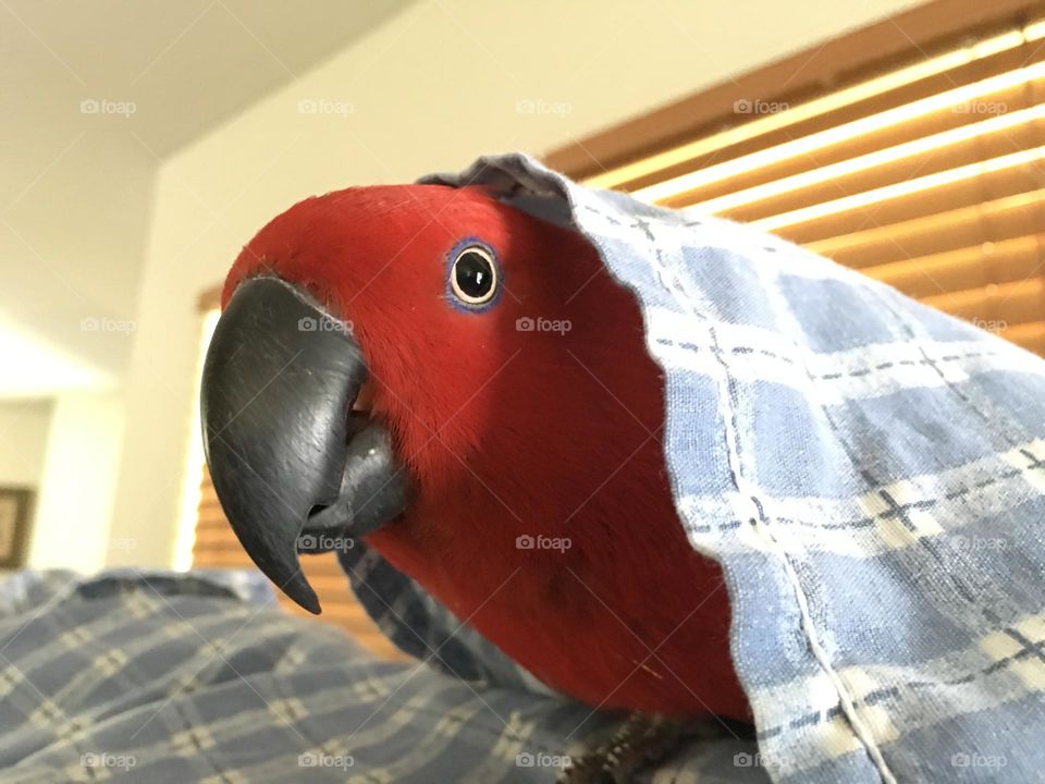 Peekaboo Sadie under the sheets.