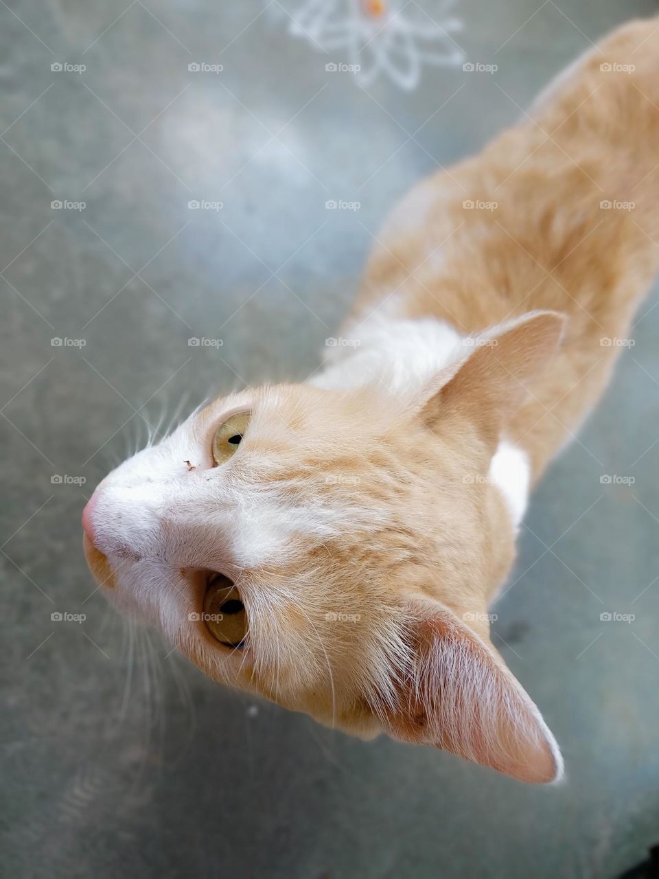 closeup photo of the white and brown colour cat asking for food there house owner like seafood it's looking so cute
