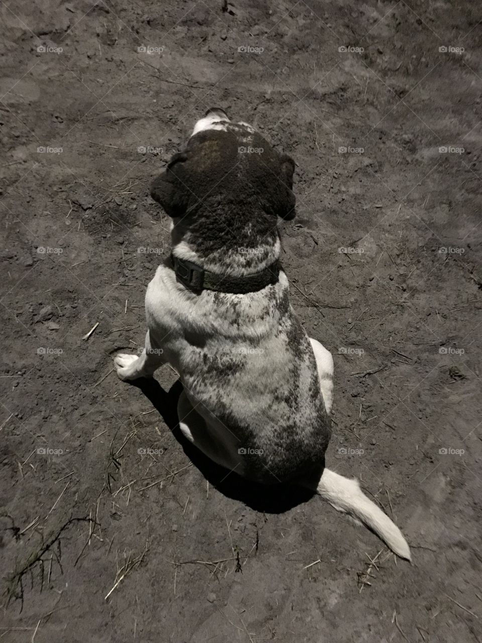 Can’t beat a good roll in the dirt