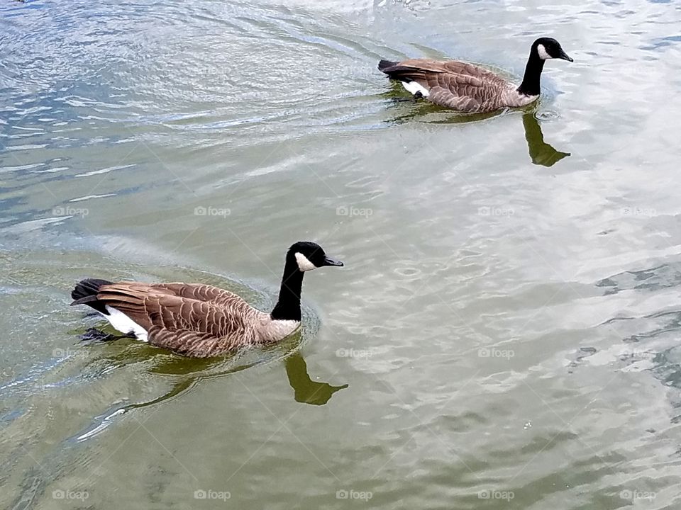Geese swimming
