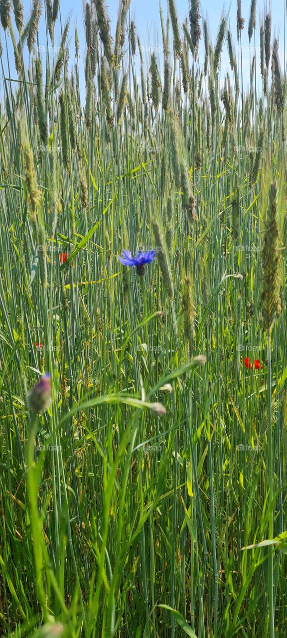 wildflower meadow