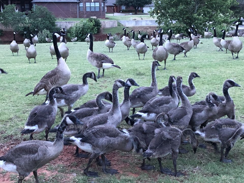 Geese by the hundreds