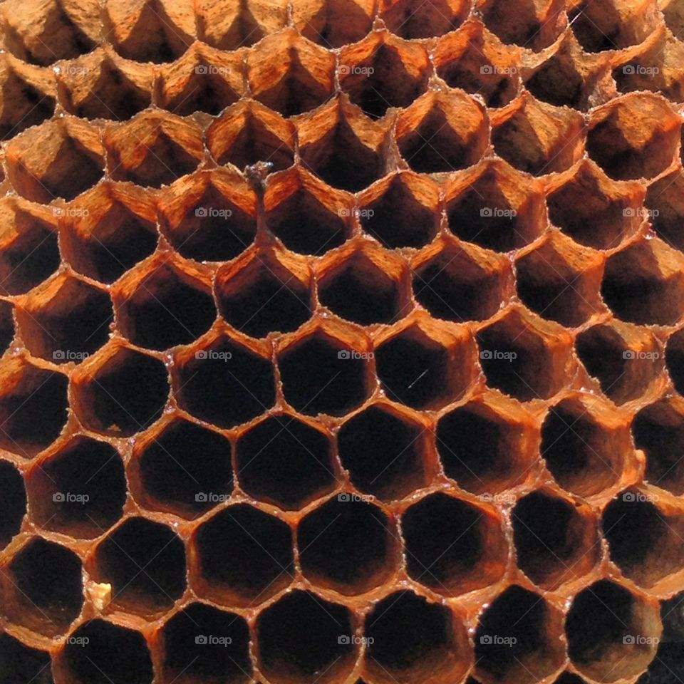 Cool construction from the bees 