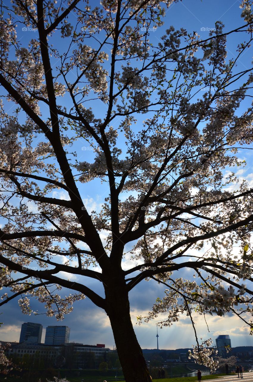 cherry and sky