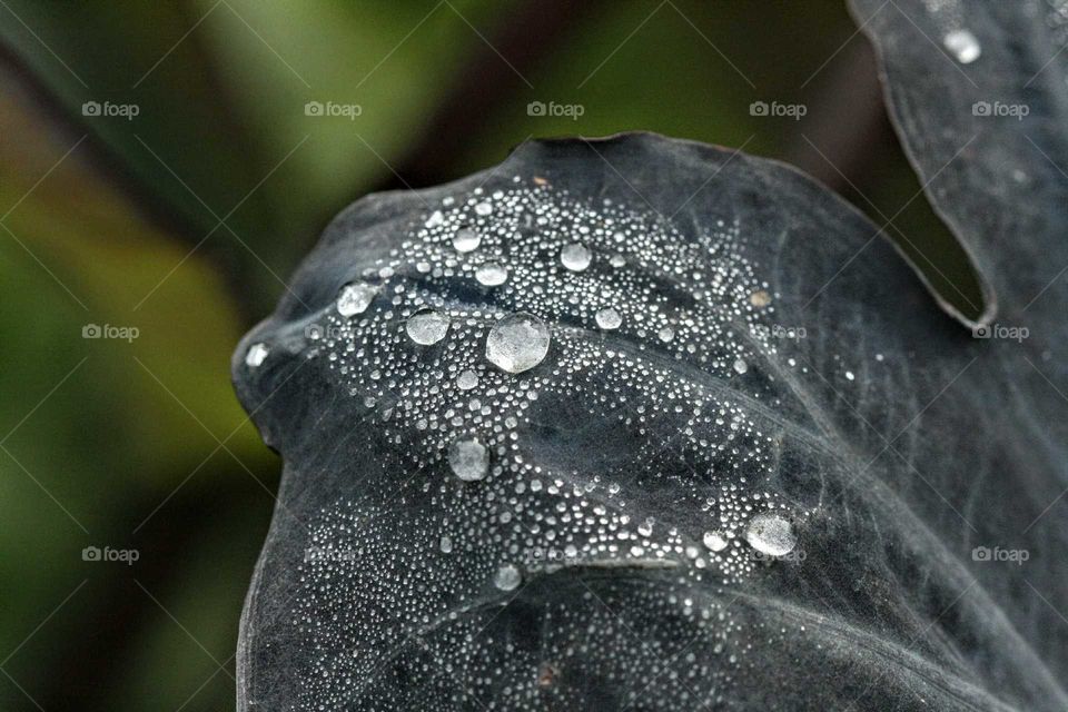 Dew drops on leaf