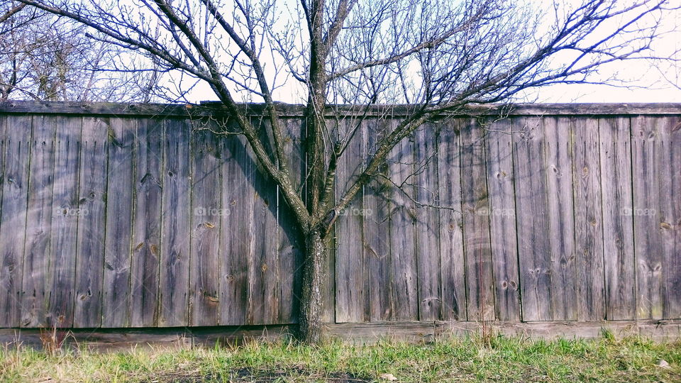 Growing tree against the background of the old fence