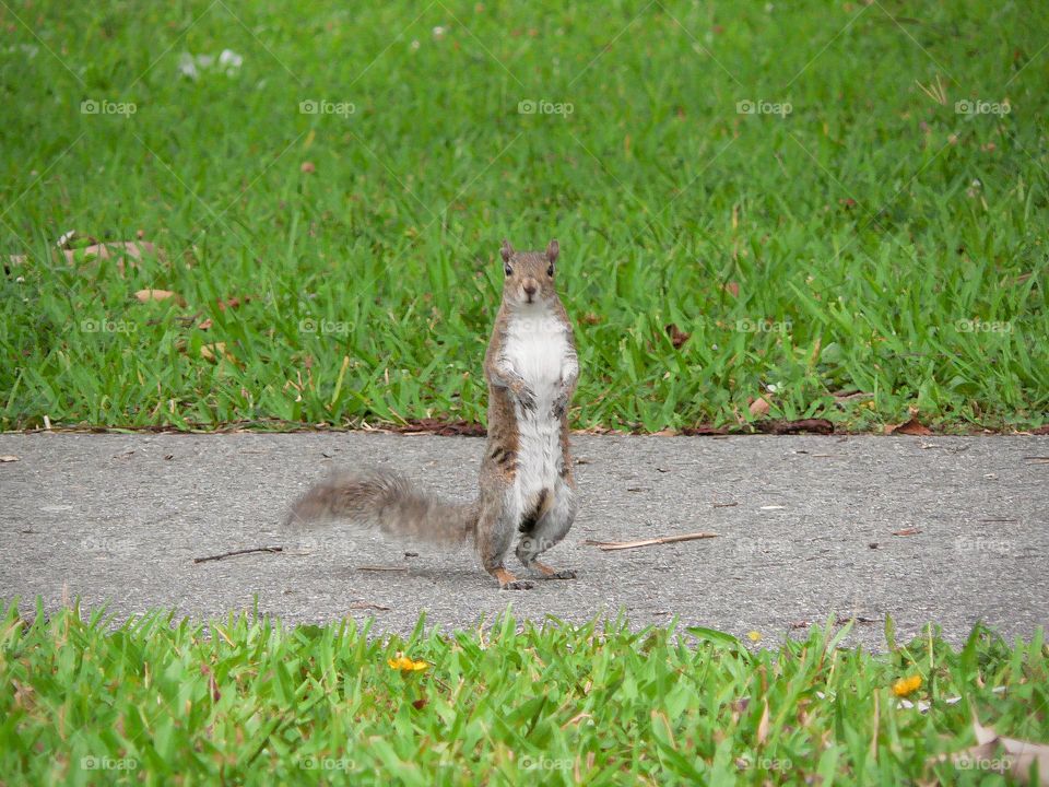 Squirrel curious and standing on two legs paws straight up looking at the photographer. Furry super cute fluffy small creature on a walkway with green grass surrounding it. 