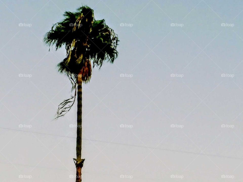 Palm Tree on a Windy Day