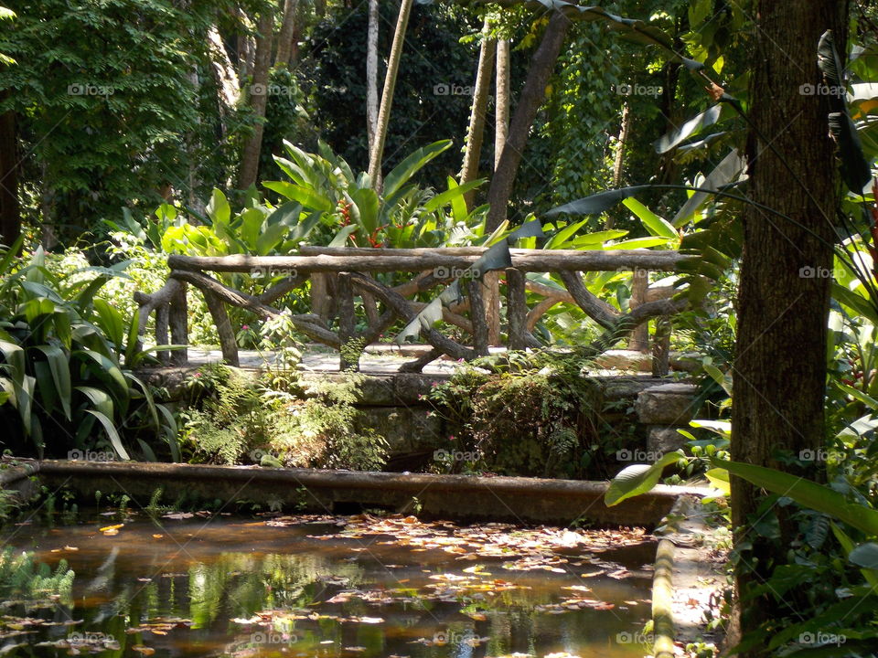 Bridge in the forest, Rio de Janeiro