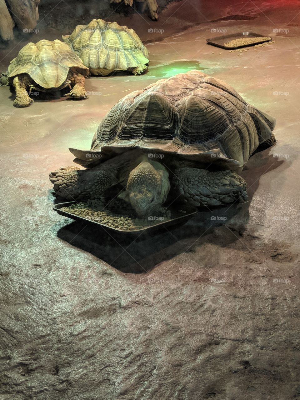 Tortoise at Cleveland Aquarium