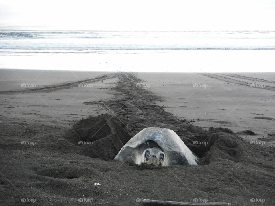 Turtle Costa Rica. Turtle laying eggs at Playa Ostional in Costa Rica