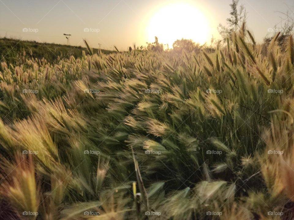 ears sway in the wind. sunset time of day.