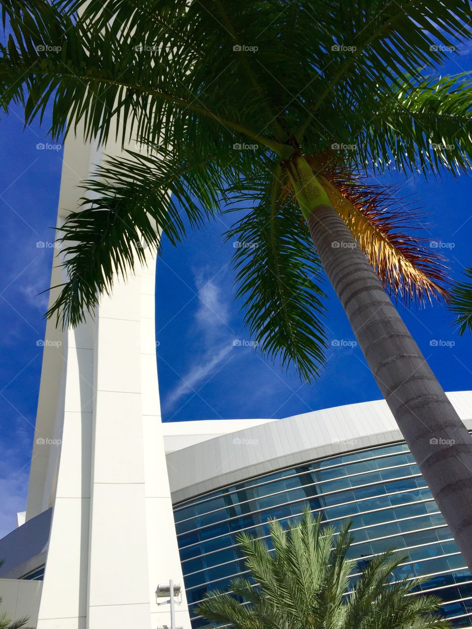 The Shark and the Palm Tree. The Shark is the roof support for the Marlins stadium. 