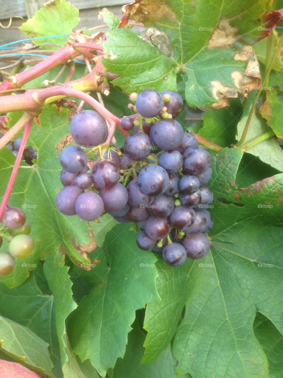 Grapes. Just out in the garden