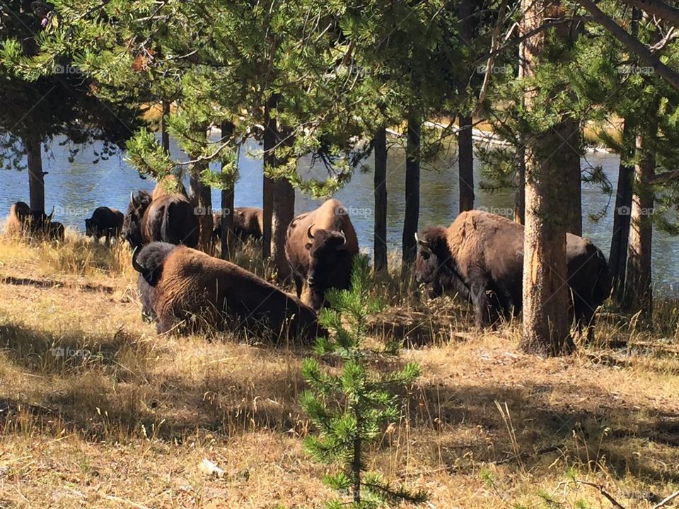 Buffalo at Yellowstone Park