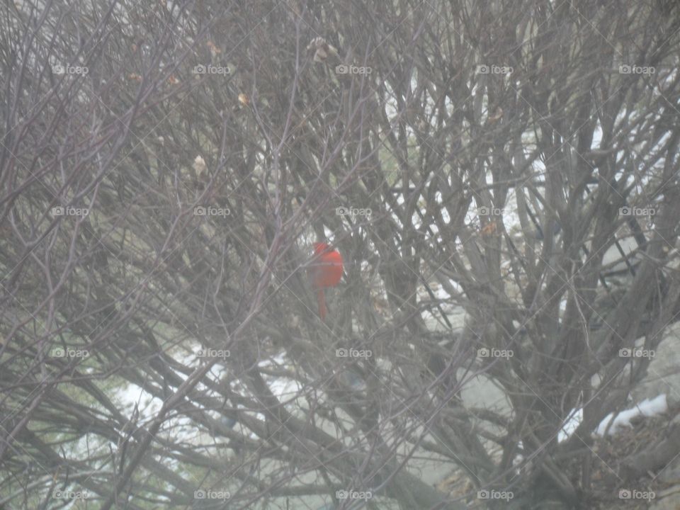 Red Cardinal