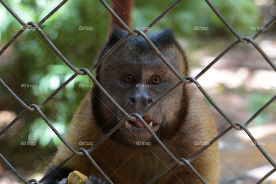 A Captive Monkey