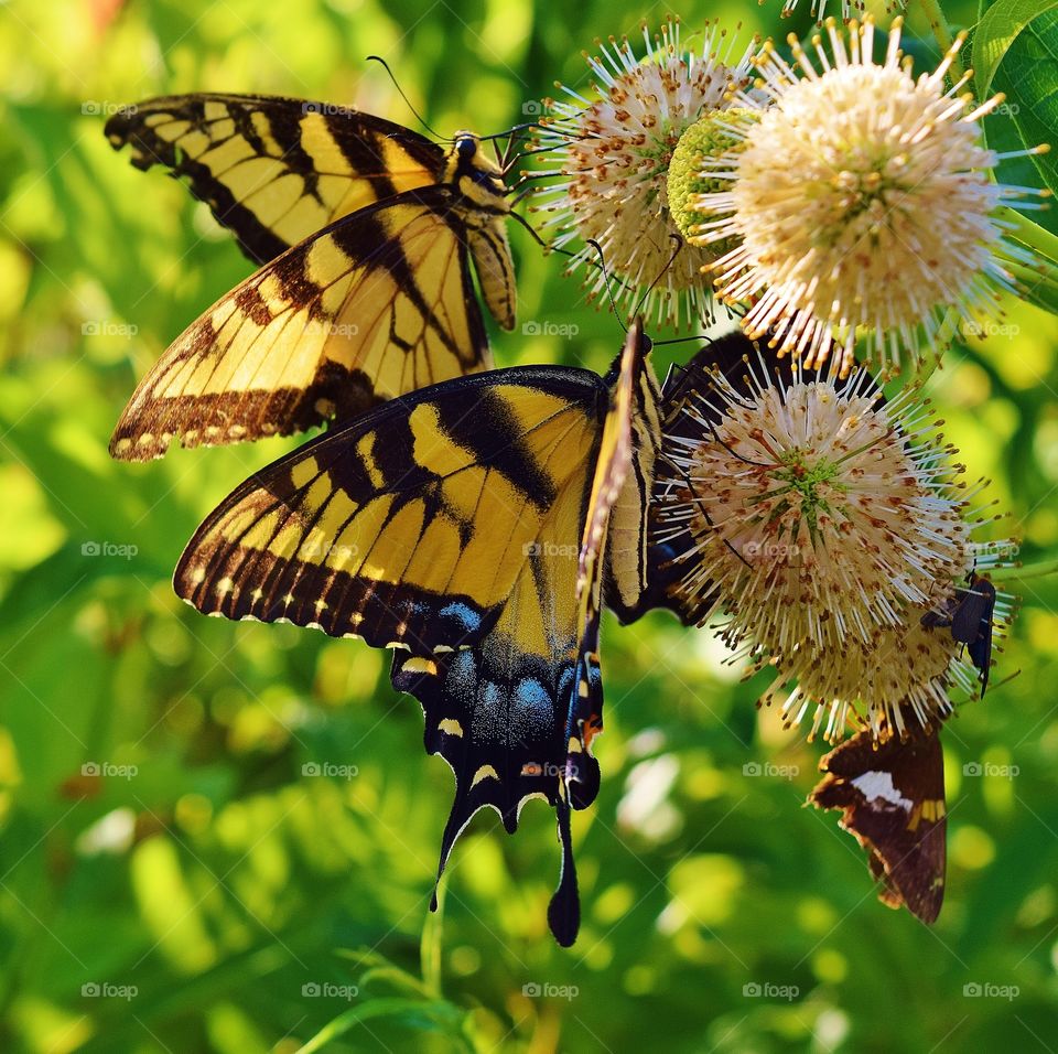 Swallowtail butterflies on flower