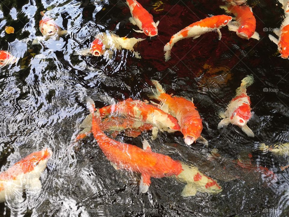 Fancy​ carp​ koi fish​