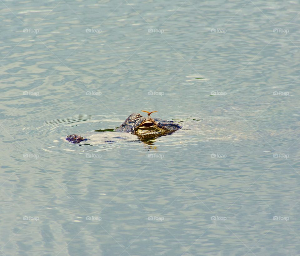 Dragonfly and aligator