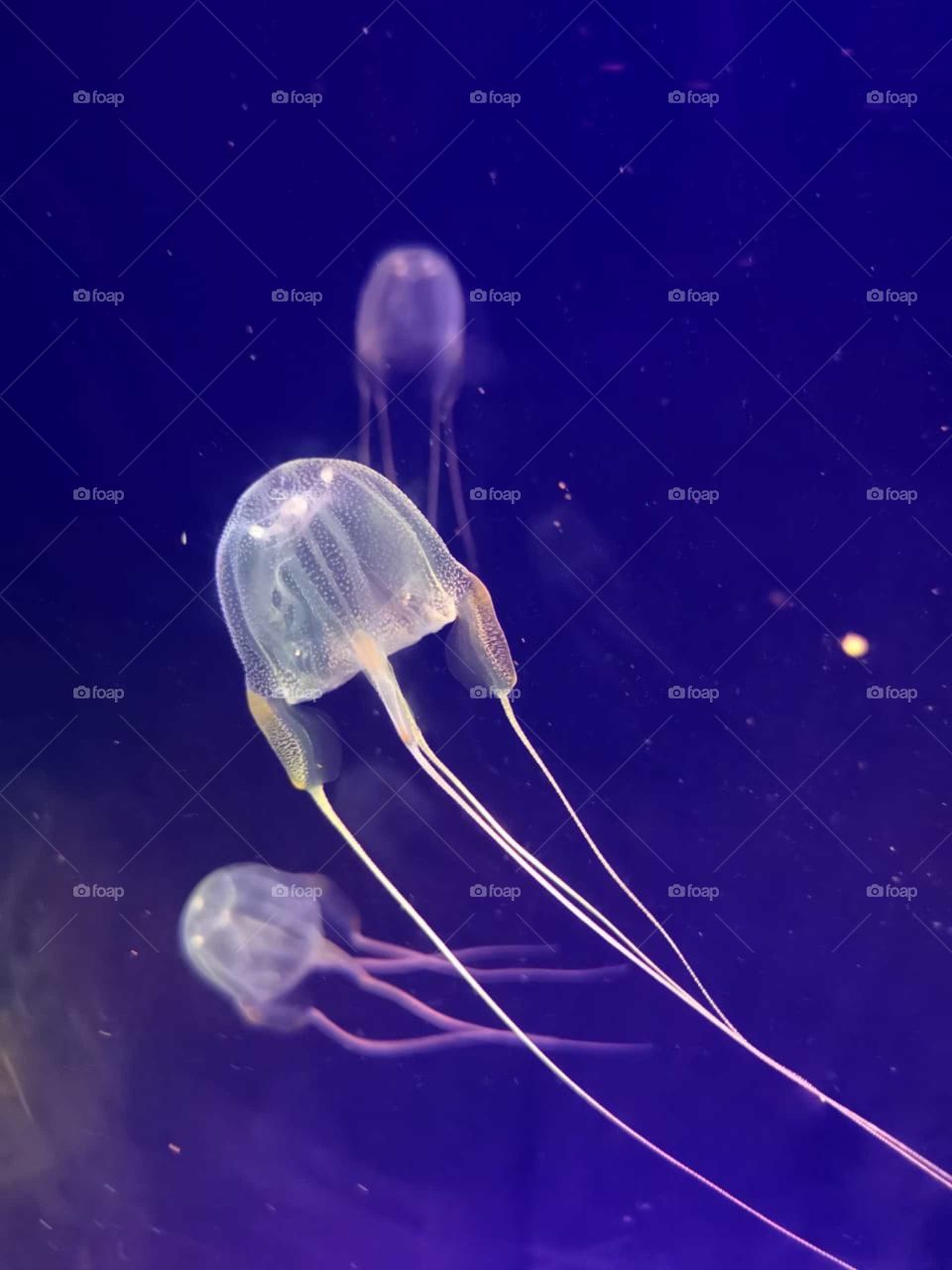 JellyFish
In the osean lies a lot of terror...Yet these calm creatures shine their lights.