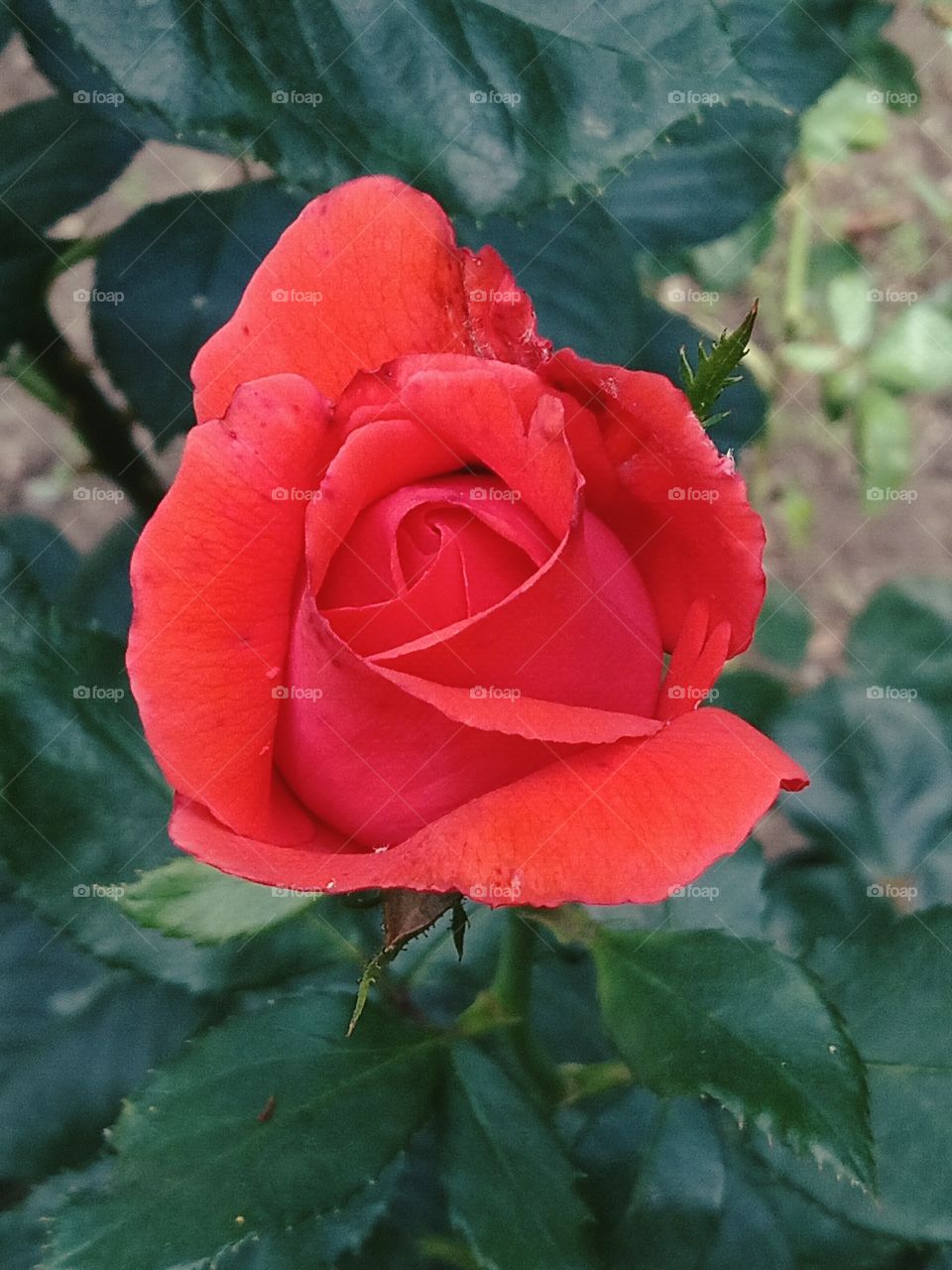 Red rose