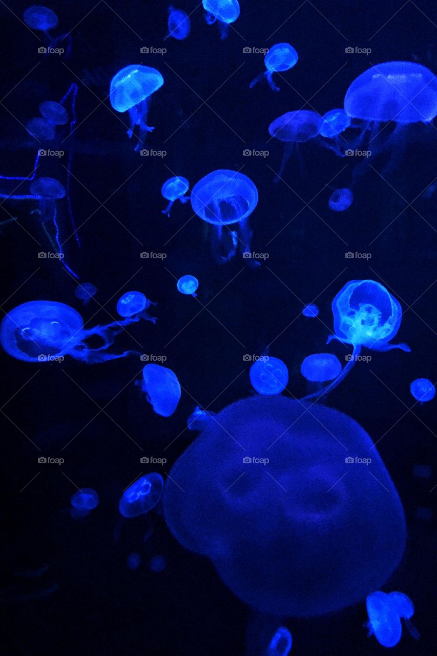 Jellyfish