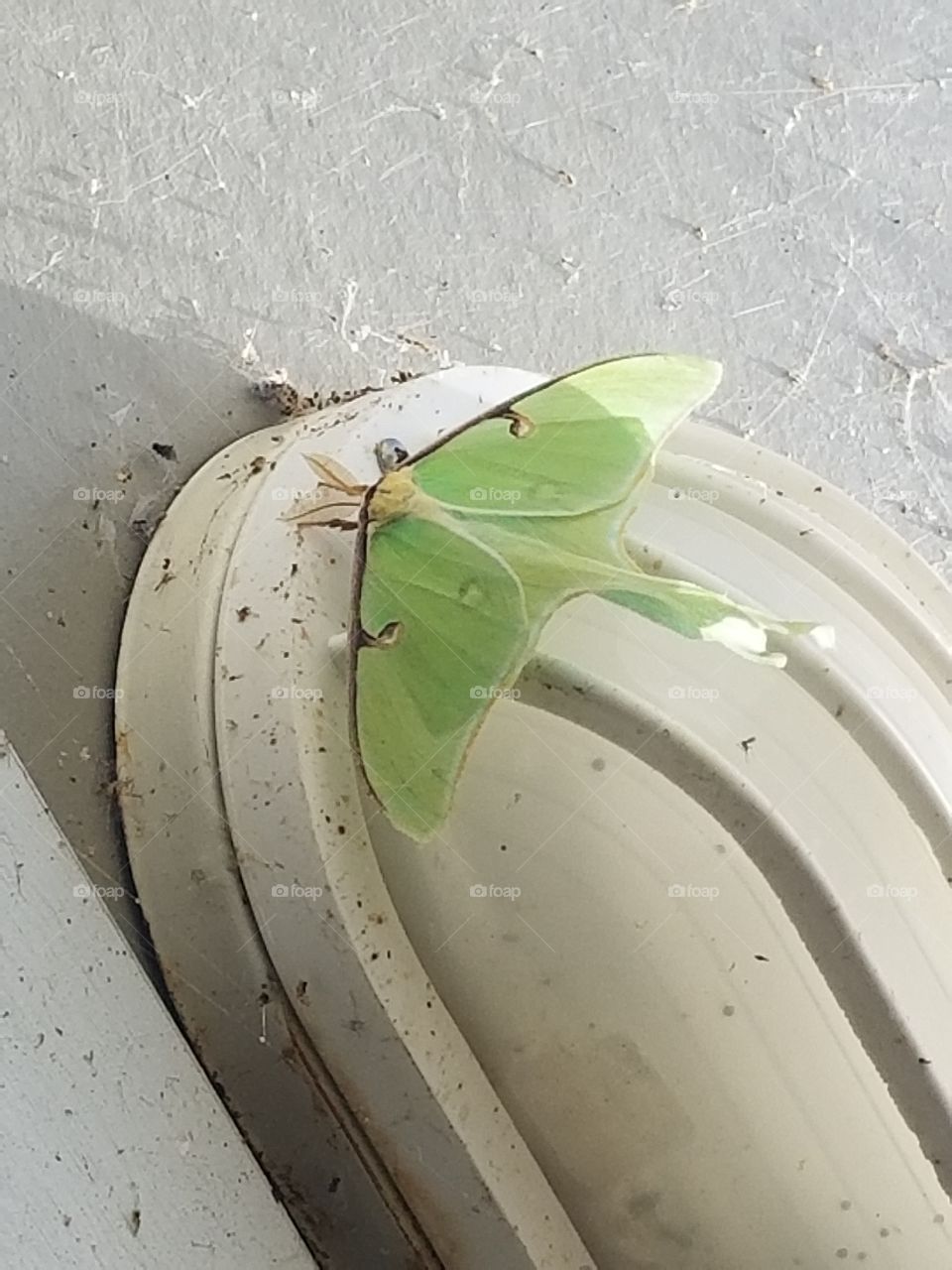 green moth