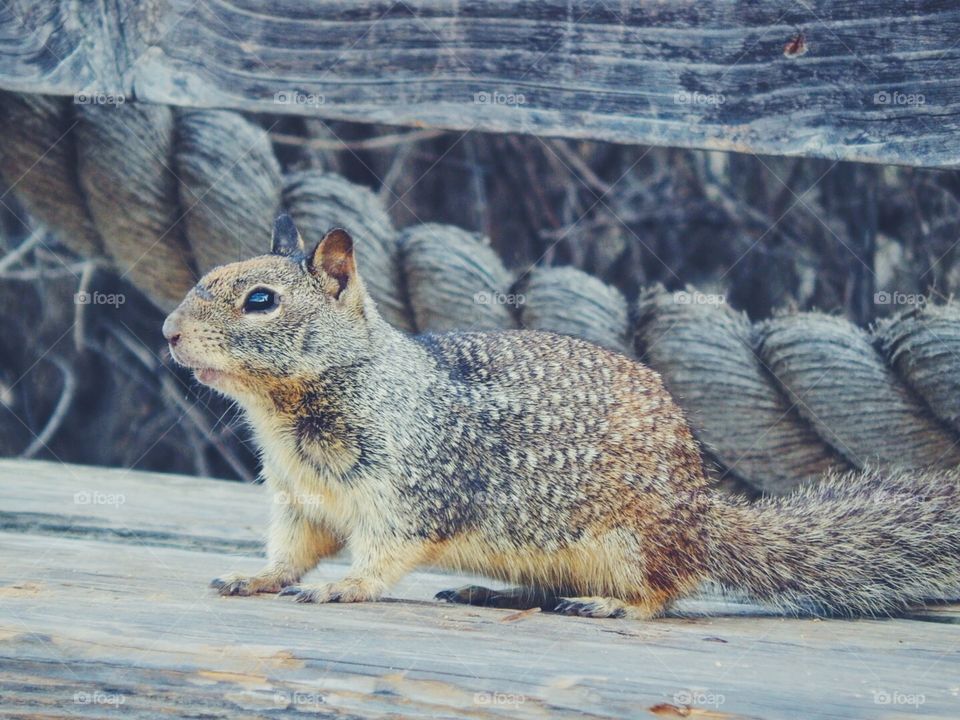 Ground Squirrel