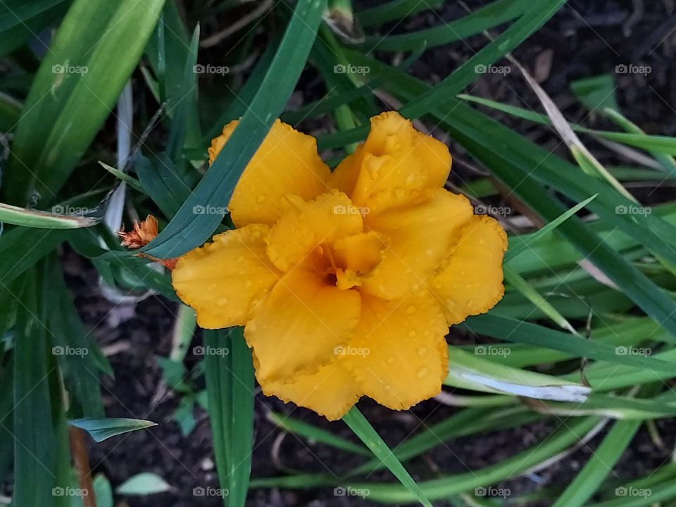 bright yellow double day lily