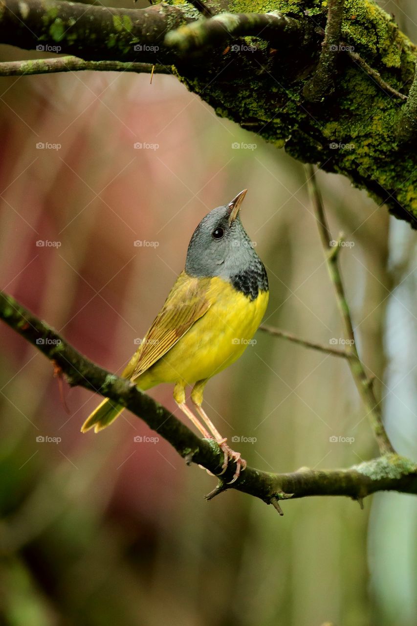 mourning  warbler