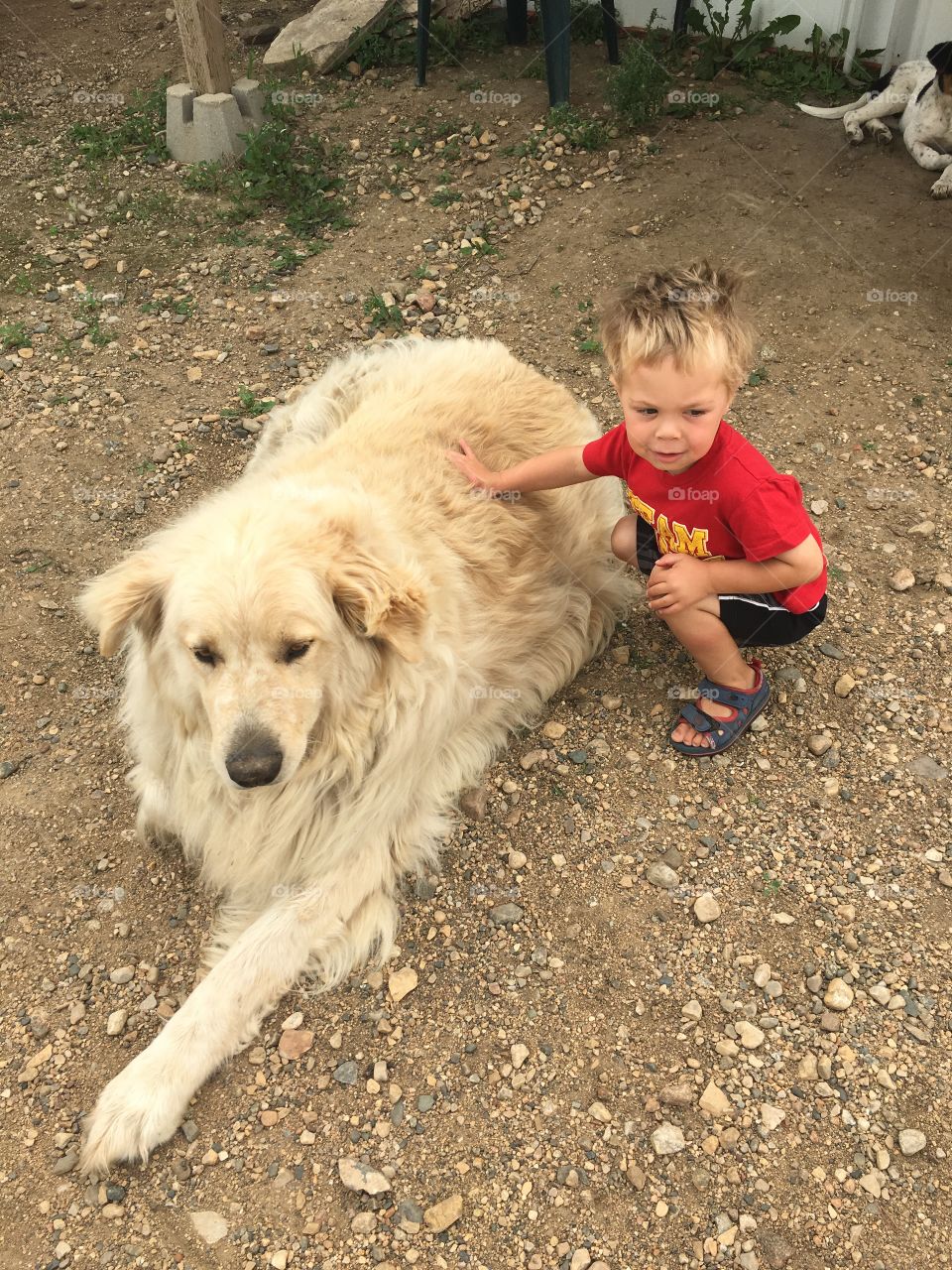 Petting a Great Pyrenees 