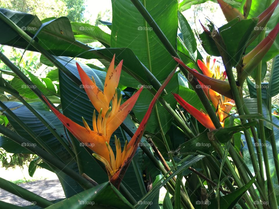 Close-up of blooming flower