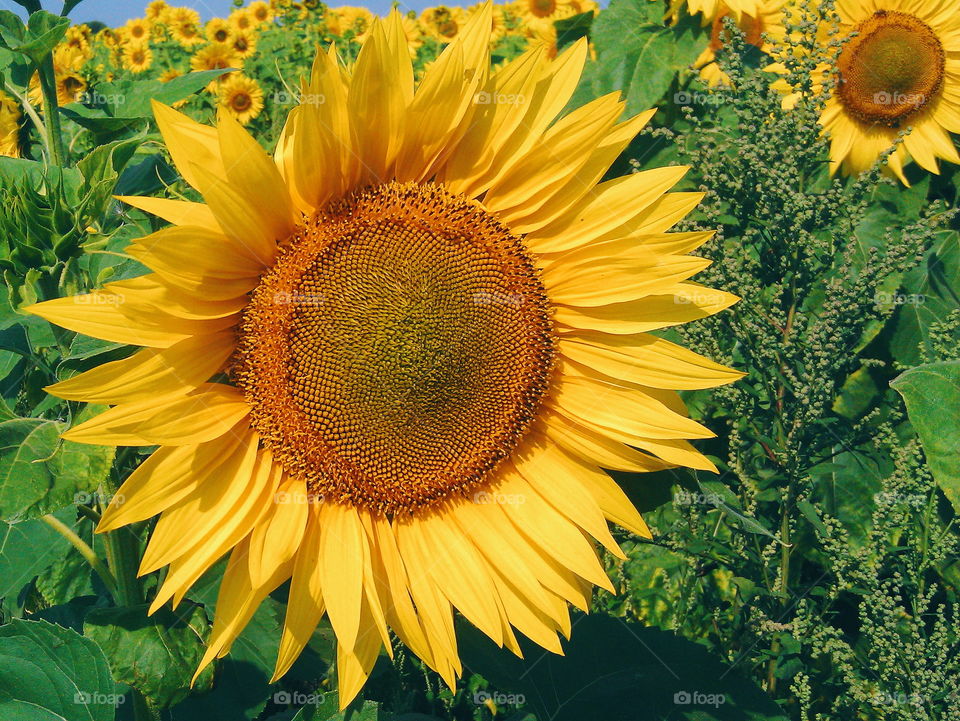 Field of sunflowers