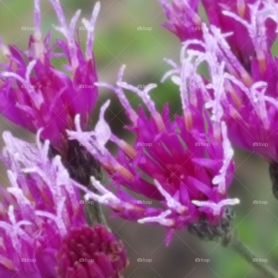 Purple flowers 2