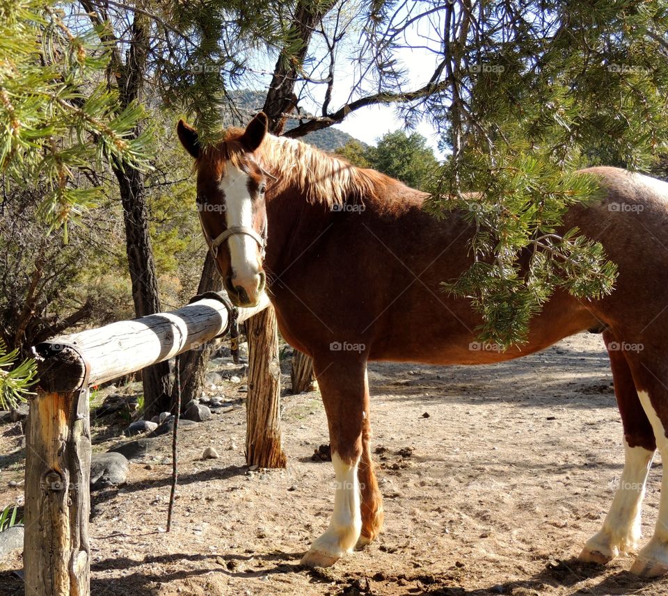 Close-up of horse