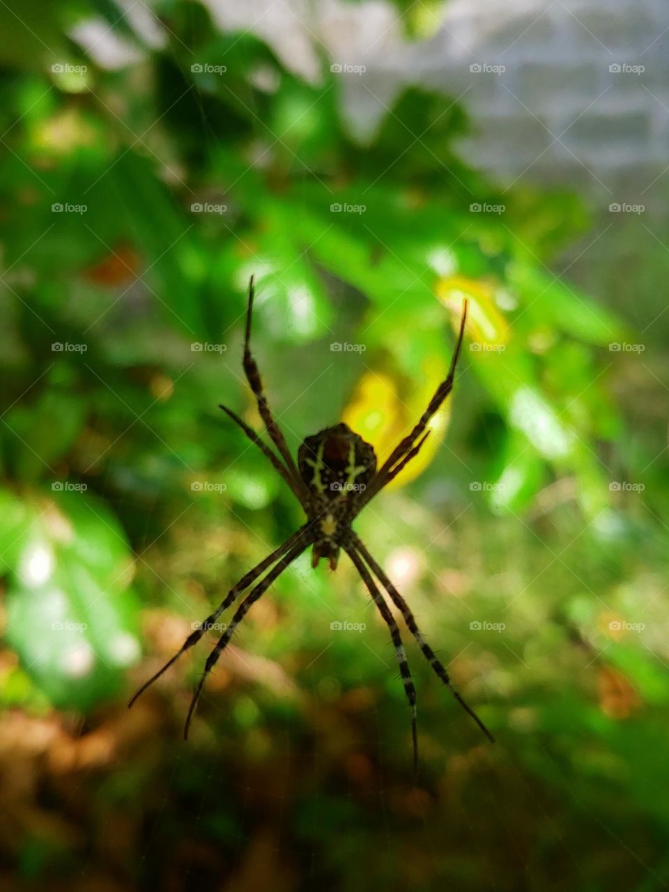 spider captured