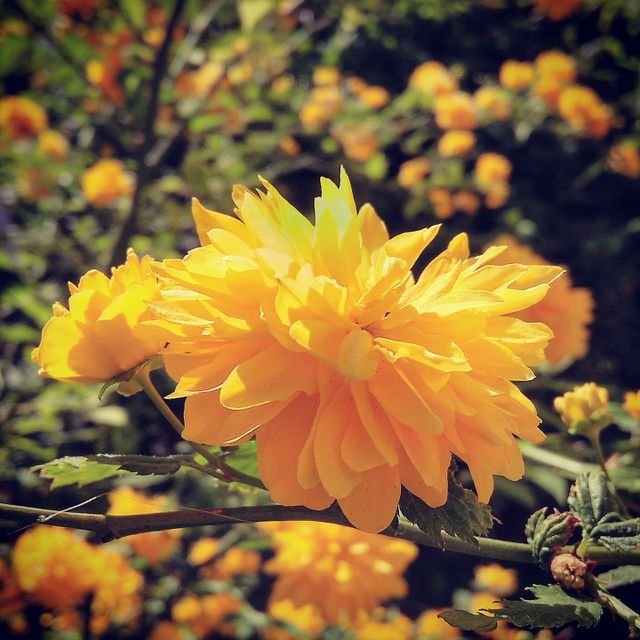 Autumn flower