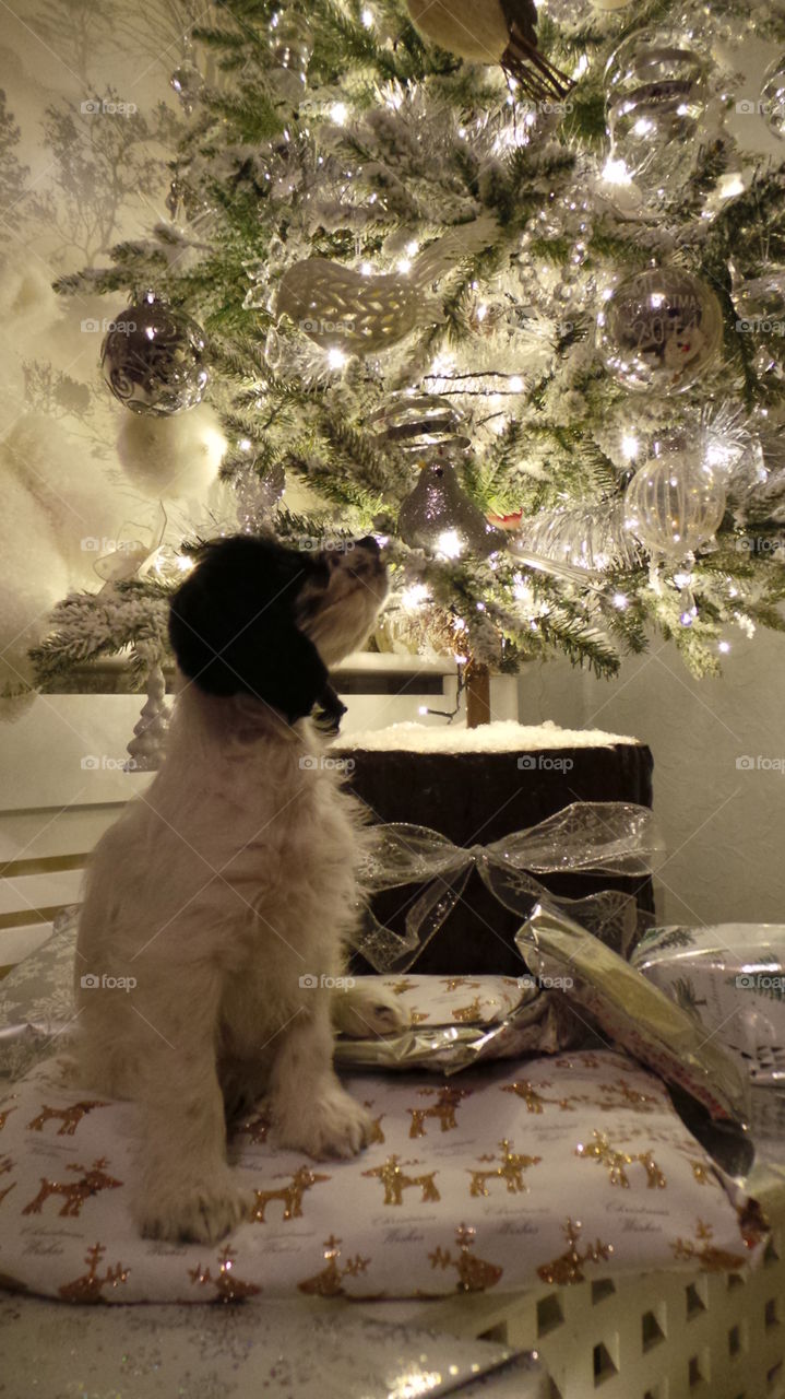 puppy looking up at the sight of her first Christmas tree.