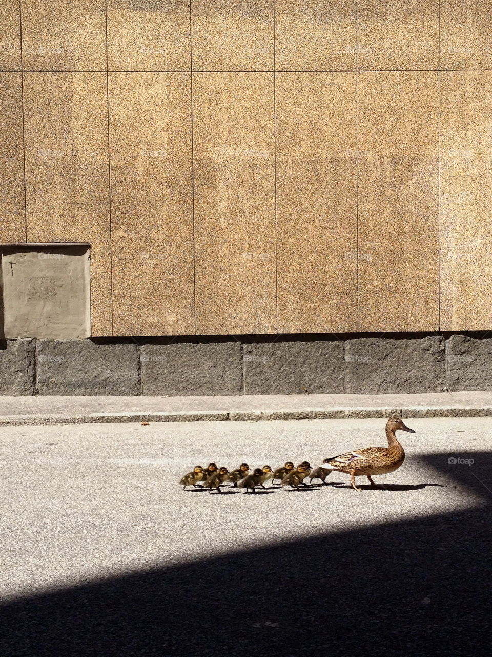 Duck family walking in the city