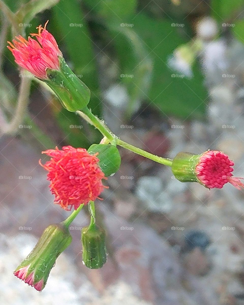 tiny coral colored flowers
